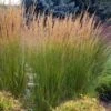 Calamagrostis Acutiflora 'Karl Foerster' C2 Cm