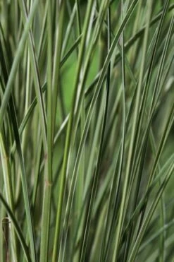 Miscanthus Sinensis 'Morning Light' P9 Cm