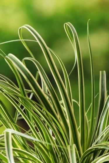 Carex Oshimensis Evercolor Evercream C2 20-25 Cm 2 Carex Oshimensis Evercolor Evercream C2 20-25 Cm - Afbeelding 2