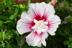 Hibiscus Syriacus Starburst Chiffon C4 50-60 Cm
