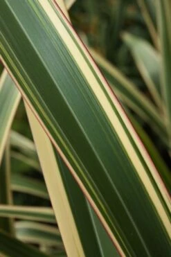 Phormium Cookianum 'Tricolor' C7.5 Cm