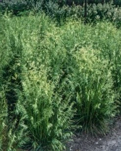 Deschampsia Cespitosa 'Goldtau' P9 Cm