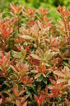 Pieris Japonica 'Little Heath' C3 25-30 Cm -Tuinbenodigdheden Verkoop 2024 27N88R7Y 10d9