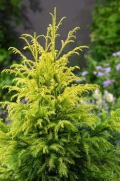 Cryptomeria Japonica 'Sekkan' C5 60-80 Cm