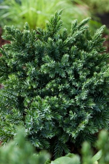 Juniperus Squamata 'Blue Star' C3.5 20-25 Cm 2 Juniperus Squamata 'Blue Star' C3.5 20-25 Cm - Afbeelding 2