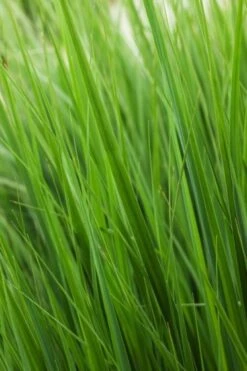 Panicum Virgatum 'Northwind' P9 Cm