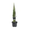 Juniperus Scopulorum 'Blue Arrow' C3 50-60 Cm