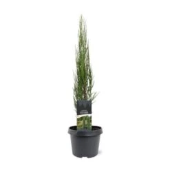 Juniperus Scopulorum 'Blue Arrow' C3 50-60 Cm
