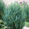 Chamaecyparis Thyoides Blue Rock C3 25-30 Cm