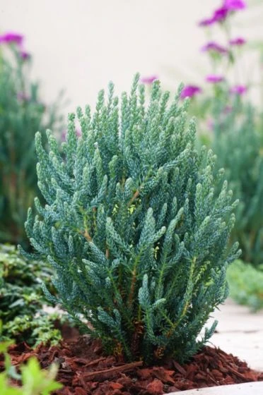 Chamaecyparis Thyoides Blue Rock C3 25-30 Cm 1 Chamaecyparis Thyoides Blue Rock C3 25-30 Cm