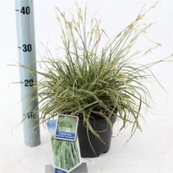 Carex Oshimensis Evercolor Evercream C2 20-25 Cm