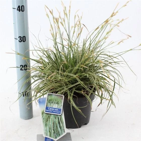 Carex Oshimensis Evercolor Evercream C2 20-25 Cm 1 Carex Oshimensis Evercolor Evercream C2 20-25 Cm