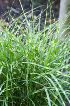 Miscanthus Sinensis 'Little Zebra' P11 Cm -Tuinbenodigdheden Verkoop 2024 2AHZS4T1 34a7