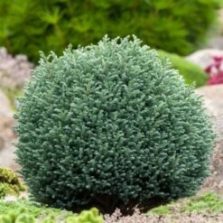 Chamaecyparis Pisifera 'Blue Moon' C3 20-25 Cm -Tuinbenodigdheden Verkoop 2024 2BPX55N9 a7e8