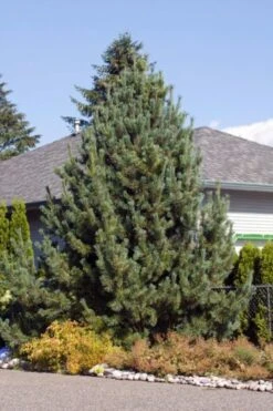 Pinus Sylvestris C5 60-80 Cm