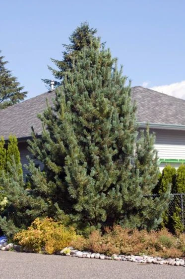 Pinus Sylvestris C5 60-80 Cm 1 Pinus Sylvestris C5 60-80 Cm