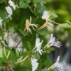 Lonicera Japonica 'Hall's Prolific' C2 60-80 Cm