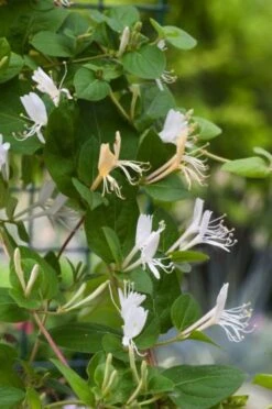 Lonicera Japonica 'Hall's Prolific' C2 60-80 Cm
