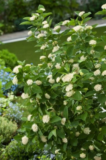 Cornus Sericea 'Flaviramea' C10 80-100 Cm 2 Cornus Sericea 'Flaviramea' C10 80-100 Cm - Afbeelding 2