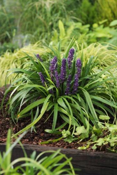 Liriope Muscari 'Royal Purple' P9 Cm 1 Liriope Muscari 'Royal Purple' P9 Cm