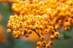 Pyracantha 'Soleil D'Or' C10 150-175 Cm