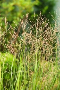 Panicum Virgatum 'Heavy Metal' C2 Cm -Tuinbenodigdheden Verkoop 2024 2D21YBST 3039 1