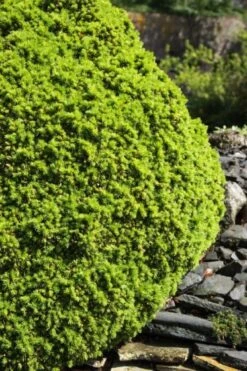 Picea Glauca 'Alberta Globe' C3.5 20-25 Cm