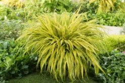 Hakonechloa Macra 'Aureola' P9 Cm -Tuinbenodigdheden Verkoop 2024 2DNH4NX9 1050
