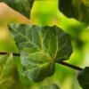 Hedera Colchica 'Sulphur Heart' C2 60-80 Cm