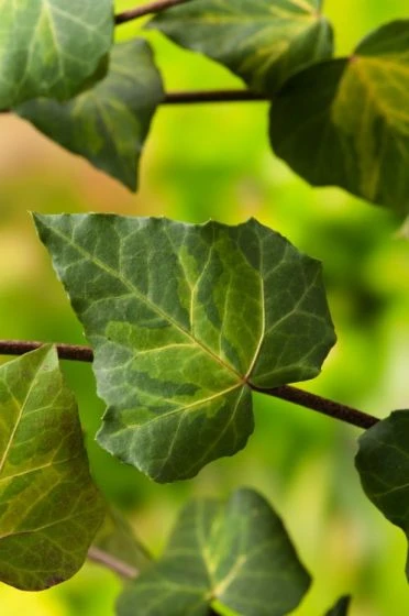 Hedera Colchica 'Sulphur Heart' C2 60-80 Cm 1 Hedera Colchica 'Sulphur Heart' C2 60-80 Cm