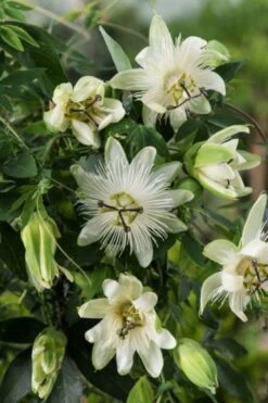 Passiflora 'Snow Queen' C2 60-80 Cm