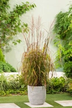 Miscanthus Sinensis 'Navajo' P11 Cm