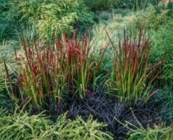 Imperata Cylindrica 'Red Baron' C2.5 30-40 Cm
