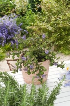 Hebe 'Pastel Blue' C1.5 Cm