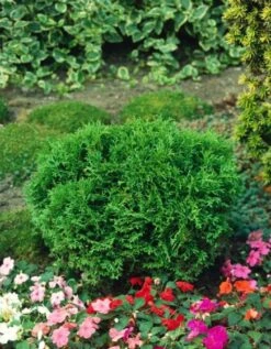 Thuja Occidentalis 'Tiny Tim' C3.5 25-30 Cm