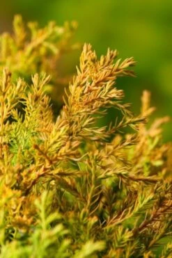 Thuja Occidentalis 'Rheingold' C3 25-30 Cm