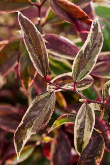 Leucothoe Fontanesiana Whitewater C2 25-30 Cm 2 Leucothoe Fontanesiana Whitewater C2 25-30 Cm - Afbeelding 2