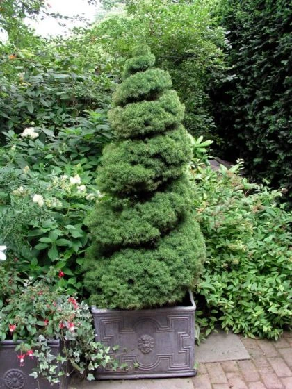 Picea Glauca 'Conica' C3.5 40-50 Cm 1 Picea Glauca 'Conica' C3.5 40-50 Cm