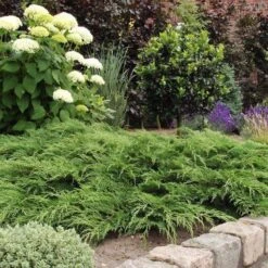 Microbiota Decussata C3 30-40 Cm 5 Microbiota Decussata C3 30-40 Cm -Tuinbenodigdheden Verkoop 2024 2HTVVRPA 07fa