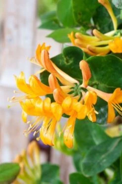 Lonicera Tellmanniana C2 80_100_CM