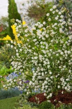 Spiraea Vanhouttei C3 60-80 Cm