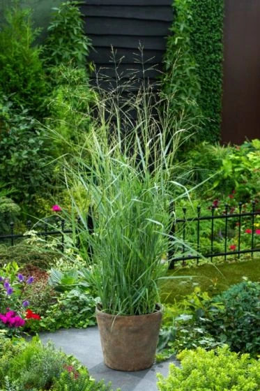 Panicum Virgatum 'Prairie Sky' P9 Cm 2 Panicum Virgatum 'Prairie Sky' P9 Cm - Afbeelding 2