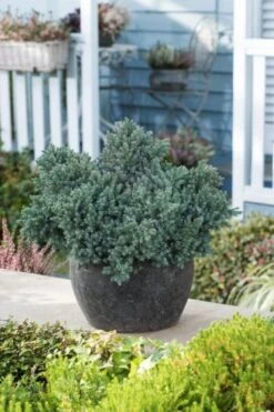 Juniperus Squamata 'Blue Star' C3.5 25-30 Cm -Tuinbenodigdheden Verkoop 2024 2KN4YKZ4 014b 1
