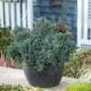 Juniperus Squamata 'Blue Star'