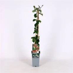 Lonicera Periclymenum 'Belgica' C2 60-70 Cm 5 Lonicera Periclymenum 'Belgica' C2 60-70 Cm -Tuinbenodigdheden Verkoop 2024 2LPCZGB7 727b