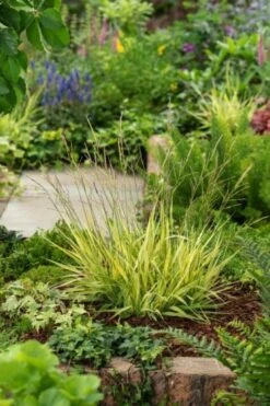 Molinia Arundinacea JH Mostenveld P9 Cm