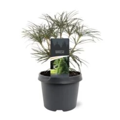 Sciadopitys Verticillata C3 30-40 Cm