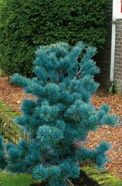 Pinus Parviflora 'Negishi' C5 30_40_CM