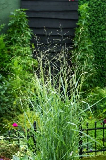 Panicum Virgatum 'Prairie Sky' P9 Cm 3 Panicum Virgatum 'Prairie Sky' P9 Cm - Afbeelding 3