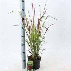 Imperata Cylindrica 'Red Baron' C2 20-25 Cm